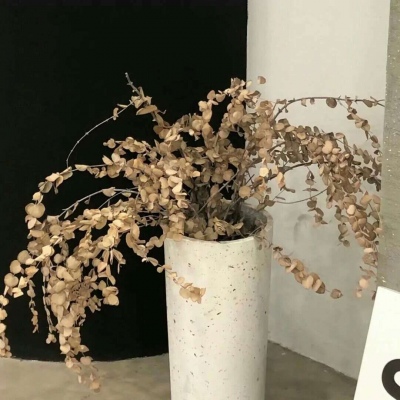 兽设萌系风格设计兽圈社群